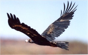 Eagleswings
